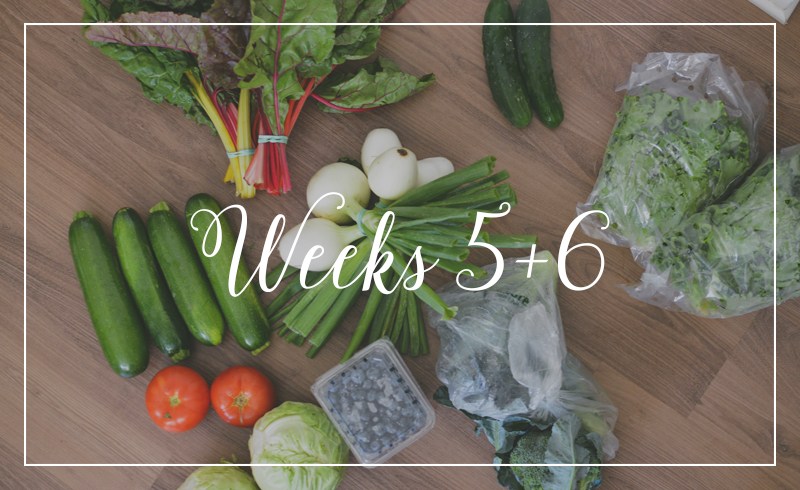 CSA // Weeks 5 + 6