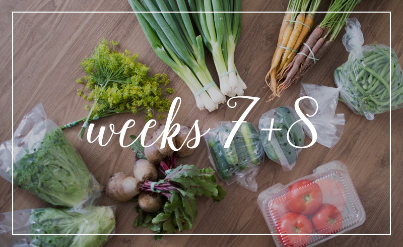 CSA // Weeks 7 + 8